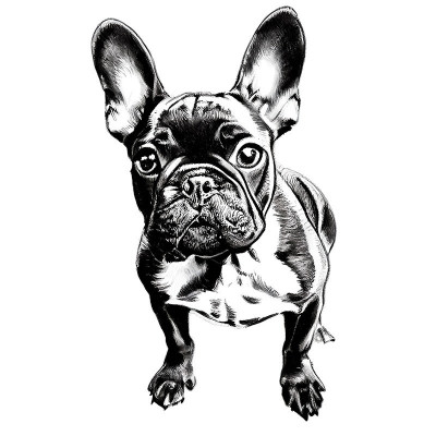 Sticker decorativ Caine Bulldog, Negru, 90 cm, 7899ST foto