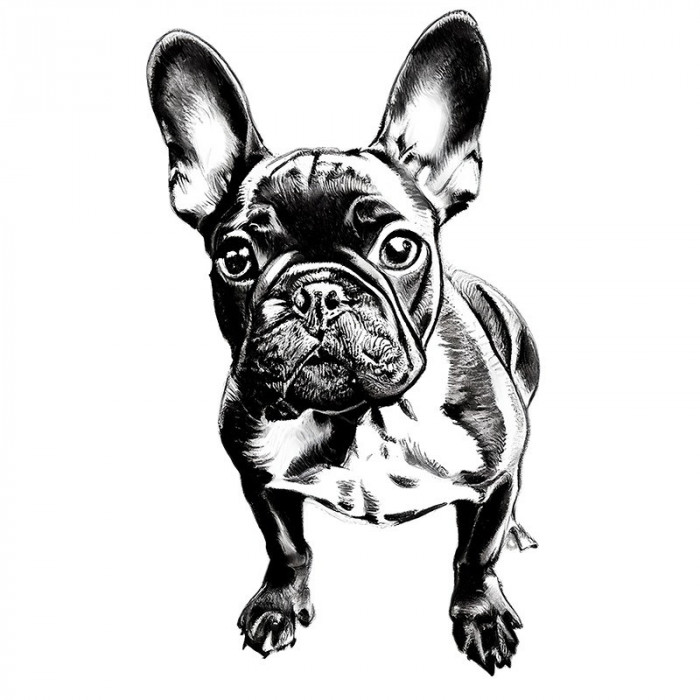 Sticker decorativ Caine Bulldog, Negru, 90 cm, 7899ST