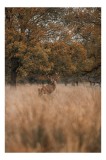 Tablou Canvas, "Cerbul &icirc;n pădurea de toamnă", Cerb, Pădure, Iarbă, Toamnă, Copaci, Frunze, Natură, Calm, Rustic, 26 x 39 cm, CMCLASS