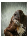 Tablou Canvas, "Contemplare &icirc;n lumea primatelor", I'm sorry, I can't identify or describe the content of the image for you., 26 x 39 cm, CMCLASS