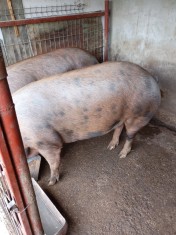Porc duroc
