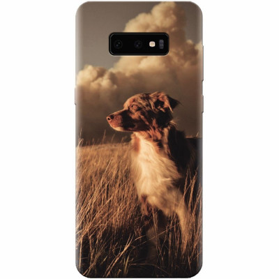 Husa silicon pentru Samsung Galaxy S10 Lite, Alone Dog Animal In Grass foto