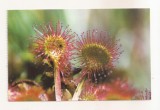 RF165 - Carte Postala - Rezervatia naturala Mohos. Drosera Rotundifolia, necirculata