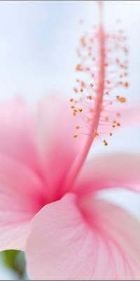 Husa Personalizata ALLVIEW P6 Plus Pink foto