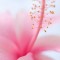 Husa Personalizata ALLVIEW P6 Plus Pink