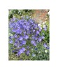 Zambila Salbatica Triteleia, Queen Fabiola, Albastru, 5/6, 1 Bulb, Oem