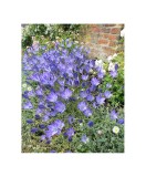 Zambila Salbatica Triteleia, Queen Fabiola, Albastru, 5/6, 1 Bulb