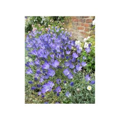 Zambila Salbatica Triteleia, Queen Fabiola, Albastru, 5/6, 1 Bulb