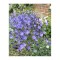 Zambila Salbatica Triteleia, Queen Fabiola, Albastru, 5/6, 1 Bulb