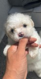 Bichon maltipoo mini toy