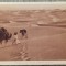 Voyage d&#039;un harem a travers le desert// CP