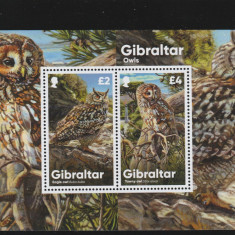 Gibraltar 2020-Fauna,Pasari,Bufnite,bloc 2 val.,Mi.,Bl.143