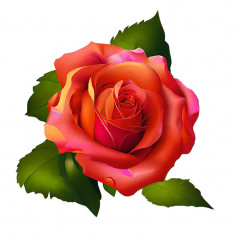 Sticker decorativ, Trandafir, Porticaliu, 62 cm, 10883ST foto