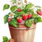 Sticker decorativ, Ghiveci cu Capsuni, Rosu, 72 cm, 1261STK-9