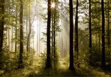 Fototapet Morning Forest