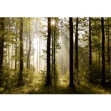 Fototapet Morning Forest