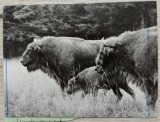 Zimbri in rezervatia Hateg// fotografie de presa, Romania 1900 - 1950, Portrete