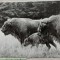 Zimbri in rezervatia Hateg// fotografie de presa