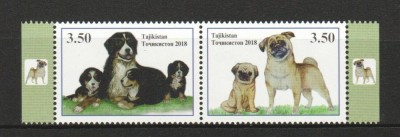 TAJIKISTAN 2018 FAUNA ANIMALE DOMESTICE CAINI foto