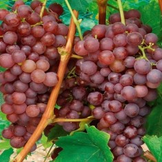 Butas vita de vie, Traminer roz, soi de vin alb foto