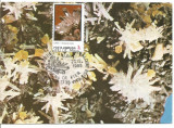 (No1) ilustrata maxima-FLORI DE MINA -Cuart, Europa, Flora