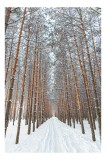Tablou Canvas, "Pădurea &icirc;nghețată a liniștii albe", Copaci, Zăpadă, Drum, Iarnă, Pădure, Aliniament, Tăcere, Răcoare, Natură, Liniște, 26 x 39 cm, CMC
