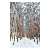 Tablou Canvas, "Pădurea &icirc;nghețată a liniștii albe", Copaci, Zăpadă, Drum, Iarnă, Pădure, Aliniament, Tăcere, Răcoare, Natură, Liniște, 26 x 39 cm, CMC