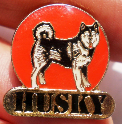 I.669 INSIGNA PIN CAINE HUSKY h20mm email foto