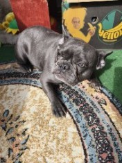 V&acirc;nd pui de bulldog francez