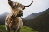 Tablou Canvas, "Bovina solitară &icirc;n munții &icirc;nalți", Imposing, Highland, Majestic, Serene, Rugged, Nature, Grazing, Tranquil, 39 x 26 cm, CMCLASS