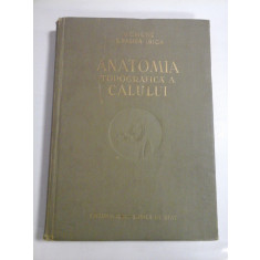 ANATOMIA TOPOGRAFICA A CALULUI - V. GHETIE, E. PASTEA, I. RICA