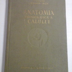 ANATOMIA TOPOGRAFICA A CALULUI - V. GHETIE, E. PASTEA, I. RICA