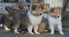 Pui Collie (Lassie) foto