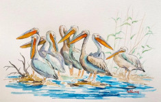 Acuarela pelicani la siesta ( tablouri tablou picturi pictura decor ) foto