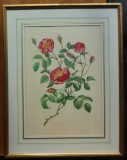 Cumpara ieftin Tranfafir salbatec ; Tehnica mixta , semnata , inramata, Flori, Tempera, Realism