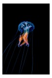 Tablou Canvas, "Meduza plutind &icirc;n ad&acirc;ncurile oceanului", Meduză, Luminescență, Ocean, Grație, Albastru, Portocaliu, Seninătate, Eleganță, Profunzime,