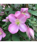 Planta Clematis montana Freda P9, ghiveci 9cm, Oem
