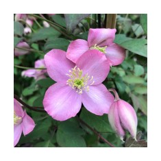Planta Clematis montana Freda P9, ghiveci 9cm