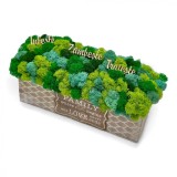 Aranjament decorativ cu licheni si mesaje motivationale, tip jardiniera , personalizabil cromatic, in cutie de lemn ,cu licheni stabilizati (Verde)