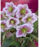 Helleborus Spotted Pretty Ellen, Spanz, I, Bicolor, radacina
