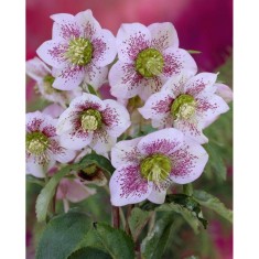 Helleborus Spotted Pretty Ellen, Spanz, I, Bicolor, radacina