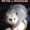 Mitos de Animales