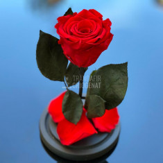 Trandafir Criogenat rosu Ø6,5cm in cupola de sticla, cadou