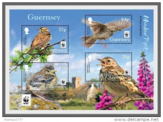 WWF 2017-GUERNSEY-Bloc de 4 timbre pasari, Meadow Pipit Birds,MNH foto