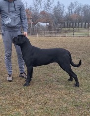 Cane Corso femelă junior, talie mare, pedigree FCI