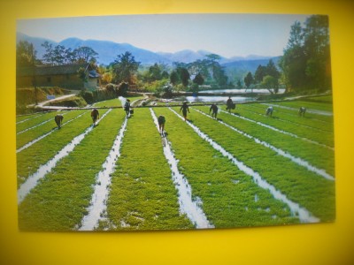 HOPCT 5767 OREZARIA UNDE A LUCRAT MAO SHAOSHAN -CHINA-ASIA-NECIRCULATA foto