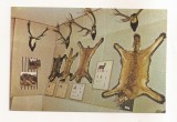 RF187 - Carte Postala - Vatra Dornei. Expozitia de Stiine Naturale, necirculata