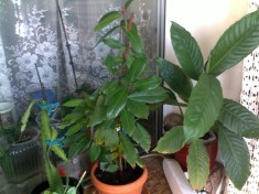 Vand o planta Dafin foto