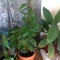 Vand o planta Dafin
