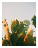 Tablou Canvas, "Apus &icirc;n ținutul cactușilor aurii", Verde, Cactuși, Soare, Cer, Spini, Textură, Lumină, Natură, Contrast, Siluete, 26 x 39 cm, CMCLASS